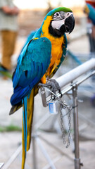 The golden blue macaw is very attractive with its perfect color