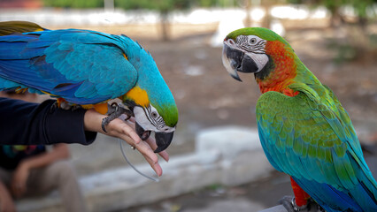 Two types of macaws. This bird has a long tail and has beautiful colors