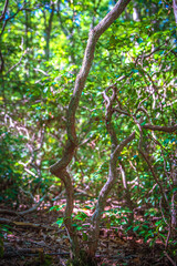 Fototapeta premium tree in the woods