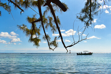 tree branch against sky hanging over the horizon line