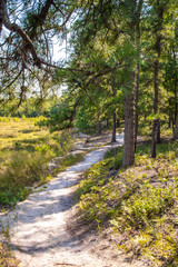 path in the forest