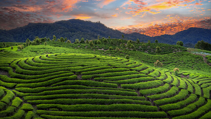 green tea plantations in sunset
