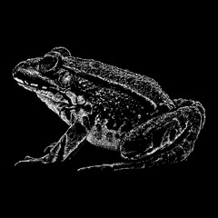 Edible Frog hand drawing. Vector illustration isolated on black background.