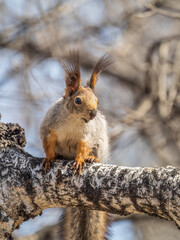 The squirrel sits on a branches without leaves in the winter or autumn