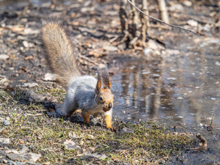 Squirrel in autumn or spring hides nuts on the green grass with fallen yellow leaves