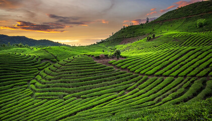 Fototapeta na wymiar green tea plantations in sunset 
