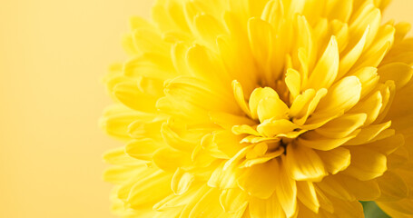 close up of Yellow daisy chrysanthemum flower background