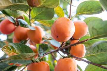 Persimmon Fruit, Ripe orange persimmons on the persimmon tree