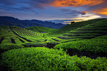 green tea plantations in sunset
