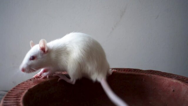 White laboratory mouse (Mus musculus ) crawling on a clay pot. Uttarakhand India