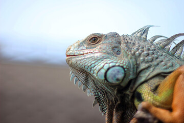 the glare of iguana