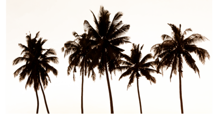 silhouette of coconut tree isolated and save as to PNG file