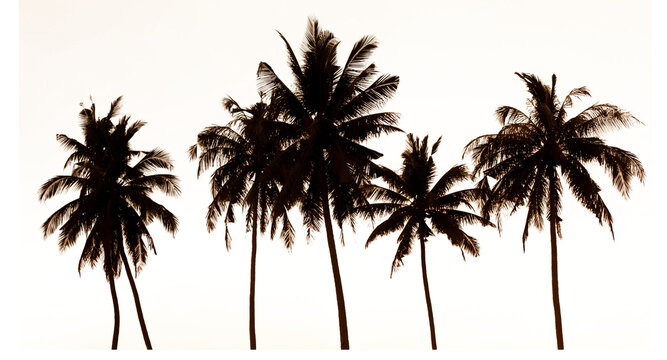 silhouette of coconut tree isolated and save as to PNG file
