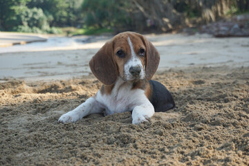 Beagle puppy lying on the beach.