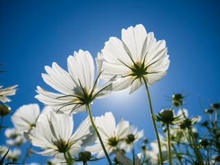 白いコスモス