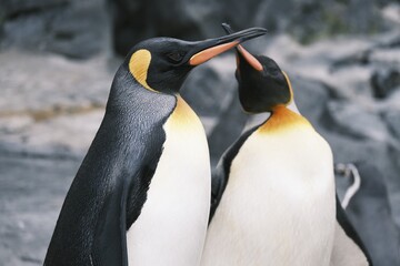 king penguin colony
