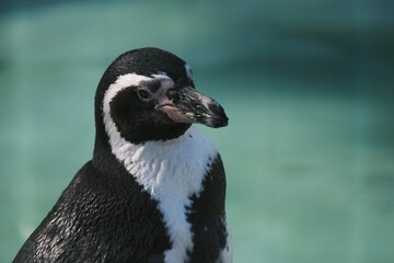Naklejka premium penguin on the beach