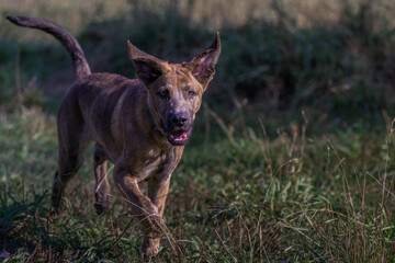 2020-10-10 A YOUNG BRINDLE COLORED SHEPARD MIX BREED PUPPY WITH LARGE EARS AT A OFF LEASH DOG PARK...