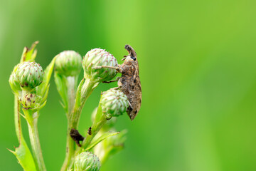 Lepyrus japonicus Roelofs on a leaf, weevil on plant in the wild