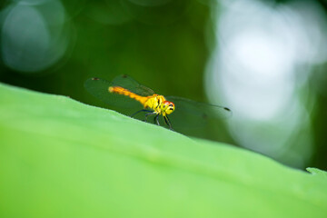 Dragonflies perching on leaves.