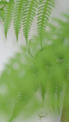 very beautiful green fern leaves with blur background. suitable for use as wallpaper