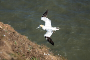 Northern Gannet flying above Bempton cliffs on the North Yorkshire coast in England