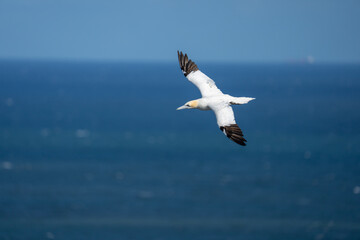Northern Gannet flying above Bempton cliffs on the North Yorkshire coast in England