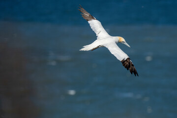Northern Gannet flying above Bempton cliffs on the North Yorkshire coast in England