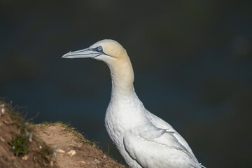 Northern Gannet nesting on Bempton cliffs on the North Yorkshire coast in England