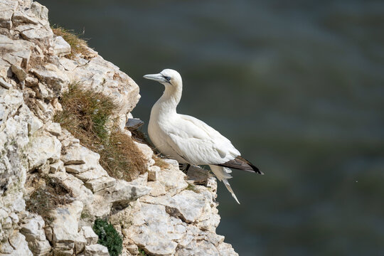 Northern Gannet nesting on Bempton cliffs on the North Yorkshire coast in England