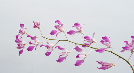 orchid, beauty, nature, flower, beautiful, purple, petal, plant, background, floral, blossom, fresh, pink, natural, white, bloom, flora, tropical, decoration, spring, blooming, branch, phalaenopsis, c