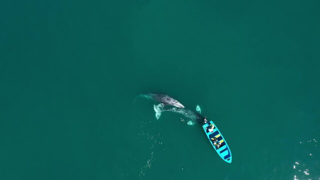 Two whales mating near boat in Guerrero negro bay. Whale watching tour in Baja California, Mexico. Bird eye view of whales in blue sea. Whale fountain