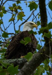 american bald eagle
