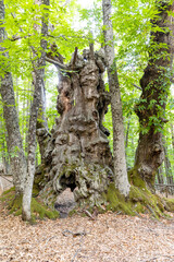 chestnut called the grandfather because it is more than 525 years old
