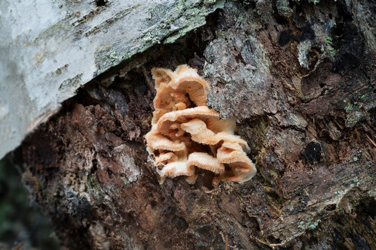 Jelly rot, Merulius tremellosus growing on rotting birch wood