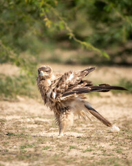 Tawny eagle or Aquila rapax bird of prey with full wingspan and beautiful wings display pattern closeup in natural green background at tal chhapar sanctuary rajasthan India asia