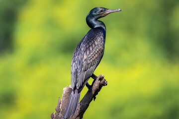 indian cormorant or Indian shag or Phalacrocorax fuscicollis portrait Non breeding bird with blue...