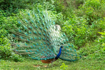 Indian peafowl or Pavo cristatus or male peacock display his wings and dancing with full colorful wingspan to attracts female partners for mating in natural monsoon green forest of central india asia © Sourabh