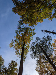 Canopy Mt. Tammany New Jersey