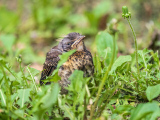 A fieldfare chick, Turdus pilaris, has left the nest and sitting on the spring lawn. A fieldfare...