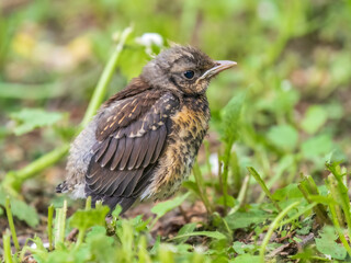 A fieldfare chick, Turdus pilaris, has left the nest and sitting on the spring lawn. A fieldfare chick sits on the ground and waits for food from its parents.