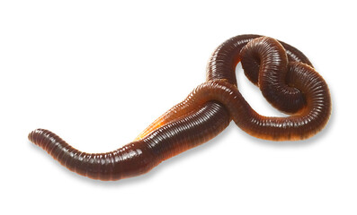 Beautiful close-up earthworm image with transparent background. Studio flash light made to show earthworm clean and clear.