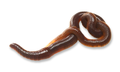 Beautiful close-up earthworm image with transparent background. Studio flash light made to show earthworm clean and clear.