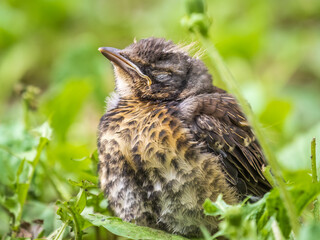 A fieldfare chick, Turdus pilaris, has left the nest and sitting on the spring lawn. A fieldfare chick sits on the ground and waits for food from its parents.