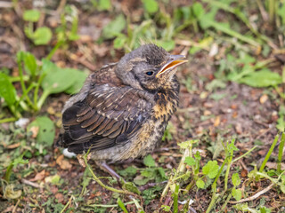 A fieldfare chick, Turdus pilaris, has left the nest and sitting on the spring lawn. A fieldfare...