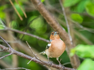 Common chaffinch, Fringilla coelebs, sits on a branch in spring on green background. Common chaffinch in wildlife.