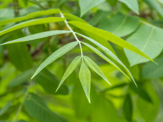 Bright green Leaves of the Amur velvet, or Amur cork tree, lat. Phellodendron amurense