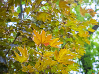 Tree branch with dark red leaves, Acer platanoides, the Norway maple Crimson King. Red Maple acutifoliate Crimson King, young plant with green background.