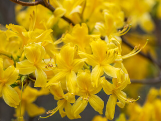 Bright Yellow rhododendron flowers in the park