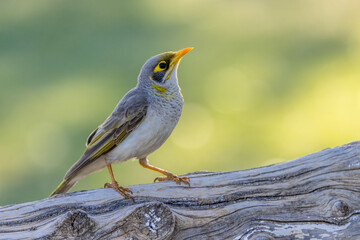 Noisy honey bee eater (Manorina melanocephala) on a wooden crop, Kulgera station, Australia